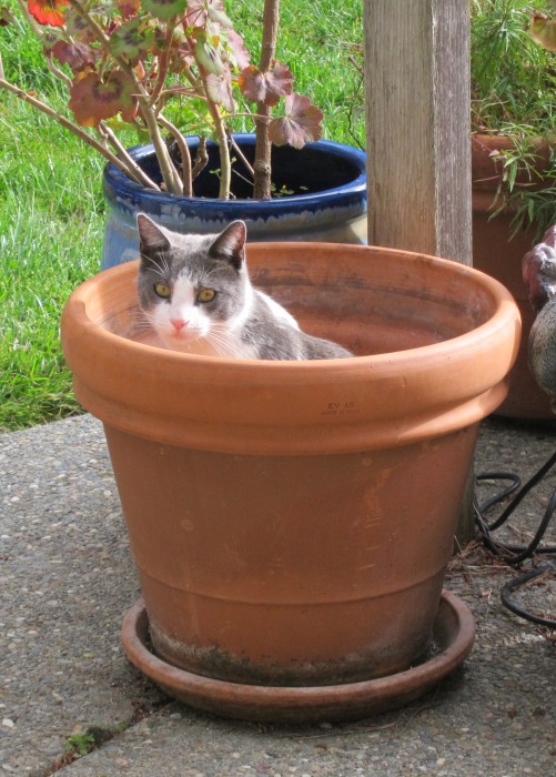 Potted Buddy 3.jpg (1 MB)